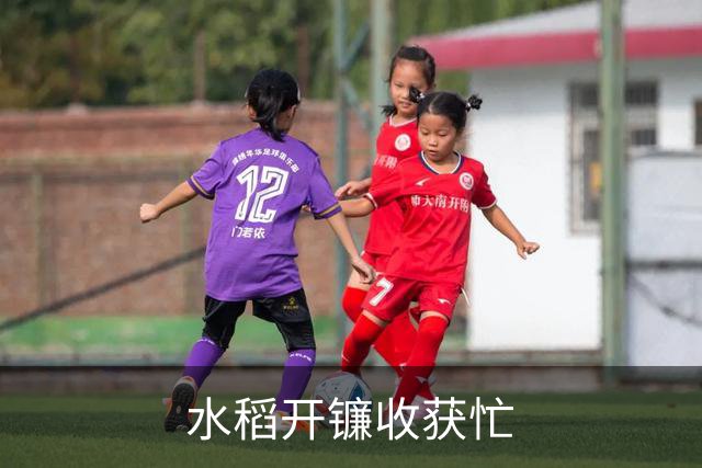 水稻开镰收获忙
